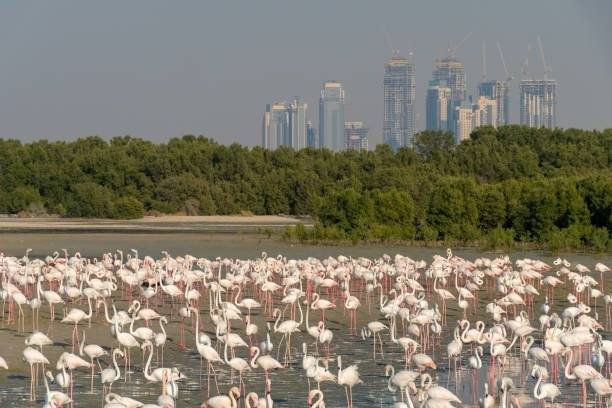 Ras Al Khor